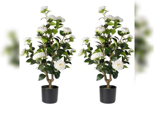 Lot 96-163946 - Artificial Camellia Tree 2 Pack - Realistic Camellia Plants in Pot with White Flowers, Lifelike Faux...