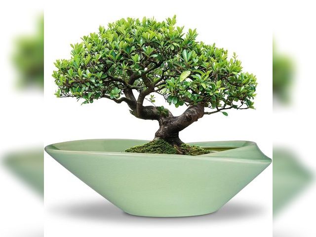 Lot 96-163945 - Ceramic Bonsai Pot - 18 Inch Planter with Drainage Hole Large Modern Bonsai Planter Decorative Succu...