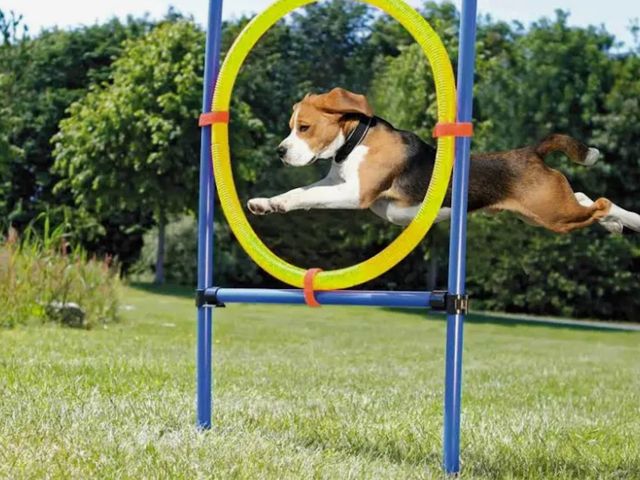 Lot 96-187500 - Petprime Dog Ring Agility Kit Hoop Jump Set,Training Course Equipment Professional,Jump Obstacle Cou...