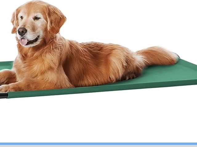 Lot 96-176756 - Amazon Basics Cooling Breathable Elevated Dog Bed with Metal Frame for Large Dogs, 51 x 31 x 8 Inch,...