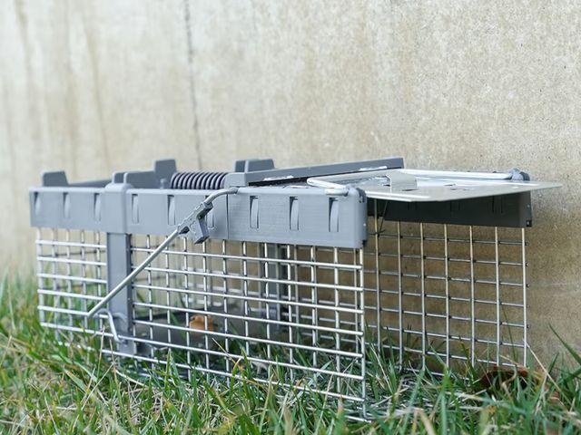 Lot 96-211303 - Havahart Small 1-Door Humane Live Catch and Release Animal Trap for Squirrels, Weasels, Chipmunks, a...