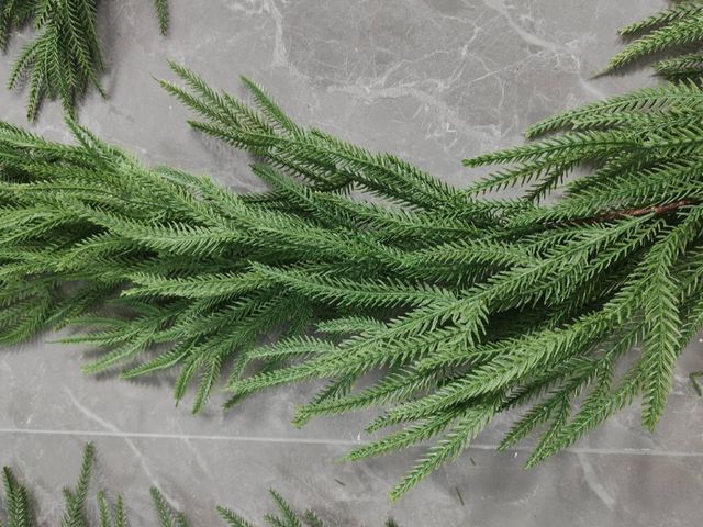 Lot 96-211500 - Christmas Garland, Norfolk Pine Garland
New
