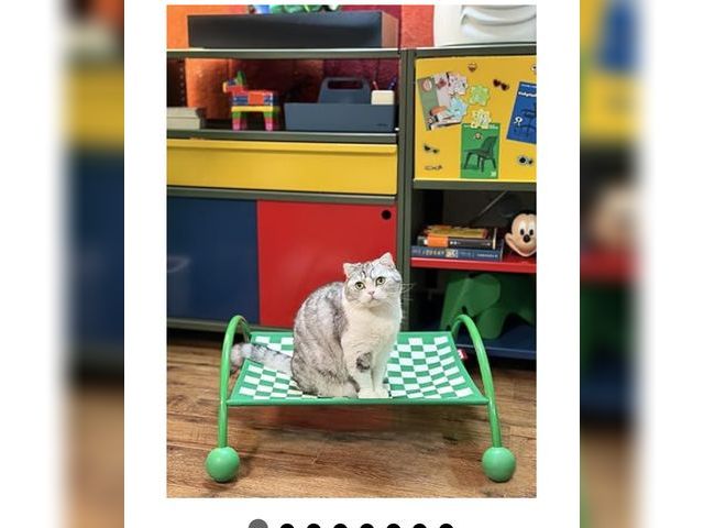 Lot 96-170841 - Elevated Cat Hammock Bed with Best Non Slip Gripper feet for All Cats and Small Dogs, Bigger Size&am...