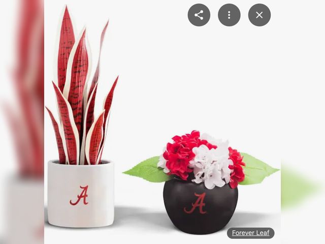 Lot 96-190217 - Fan Favorite College University Gift Bundle Alabama Crimson Tide Artificial Snake Plant and Hydrange...