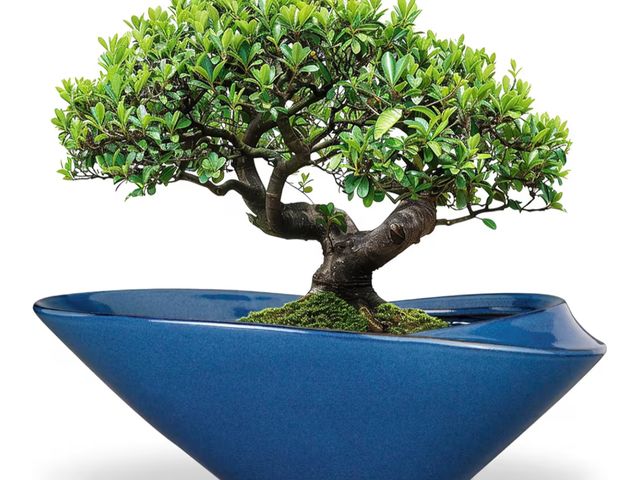 Lot 96-181786 - Bonsai Pot - 18 Inch Ceramic Planter for Indoor Outdoor Plants Bonsai Tree Pot Modern Large Succulen...