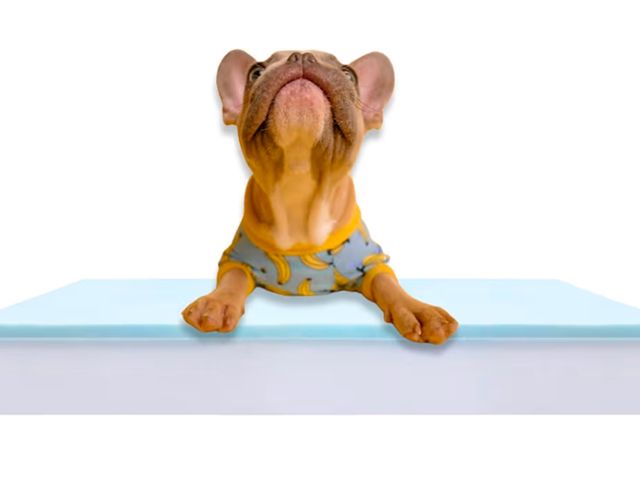 Lot 96-180382 - Appears to be dog bed foam insert 3-4 inches thick approx. 30”X40”
open appears unused